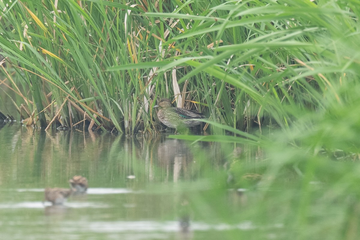 Green-winged Teal (Eurasian) - ML643130123