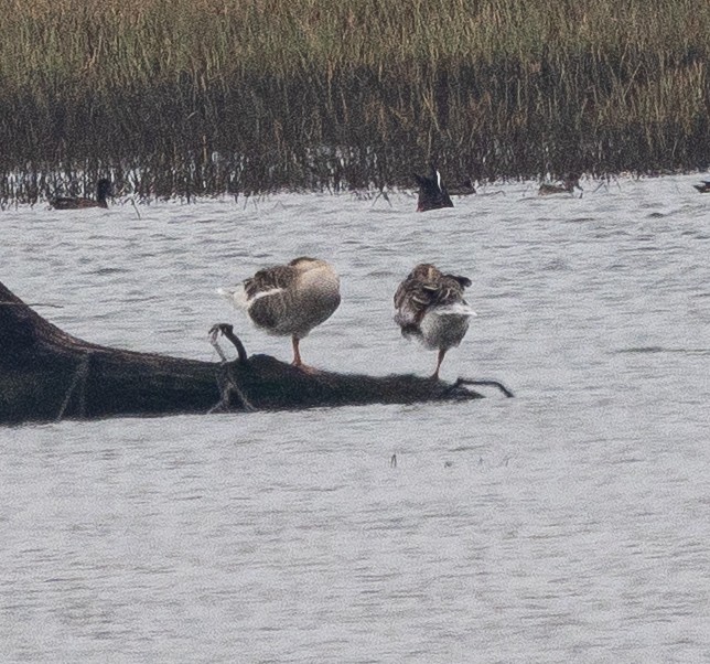 Taiga/Tundra Bean-Goose - ML643130128