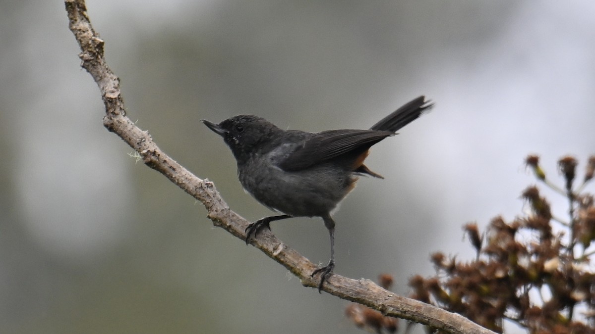 Gray-bellied Flowerpiercer - ML643130134
