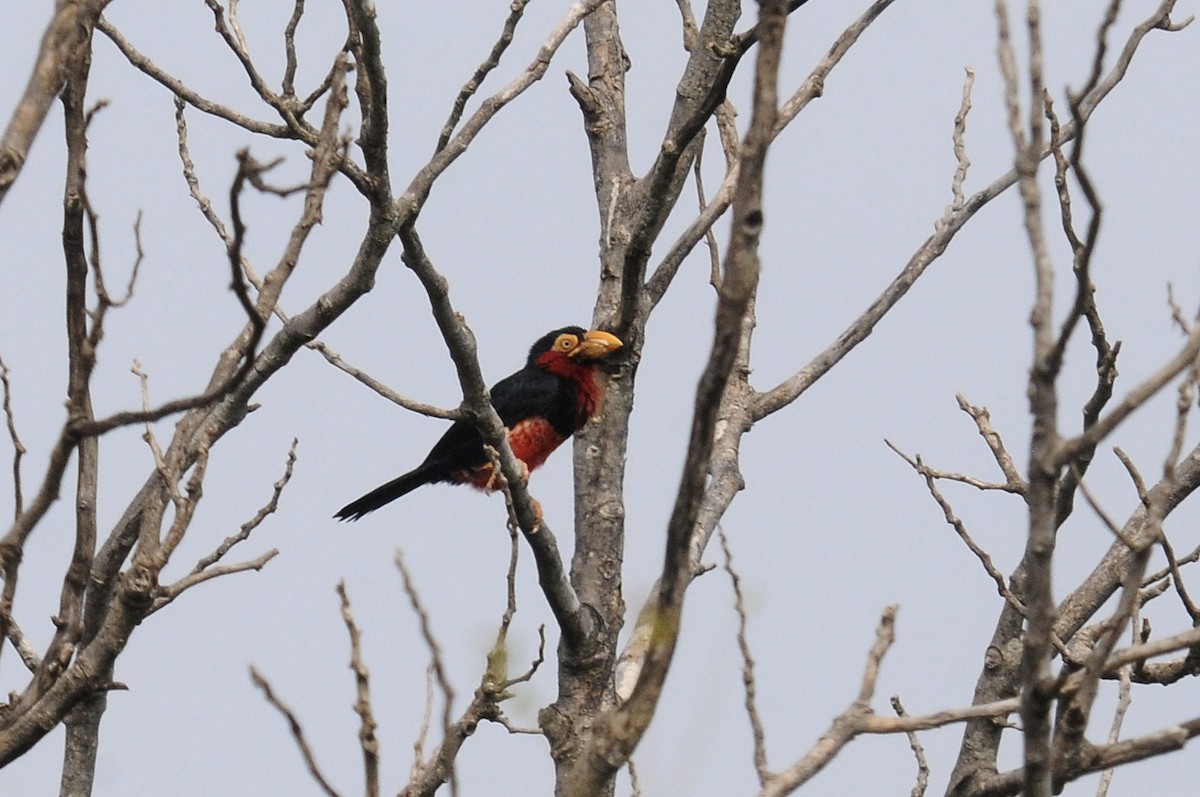 Bearded Barbet - ML643130140
