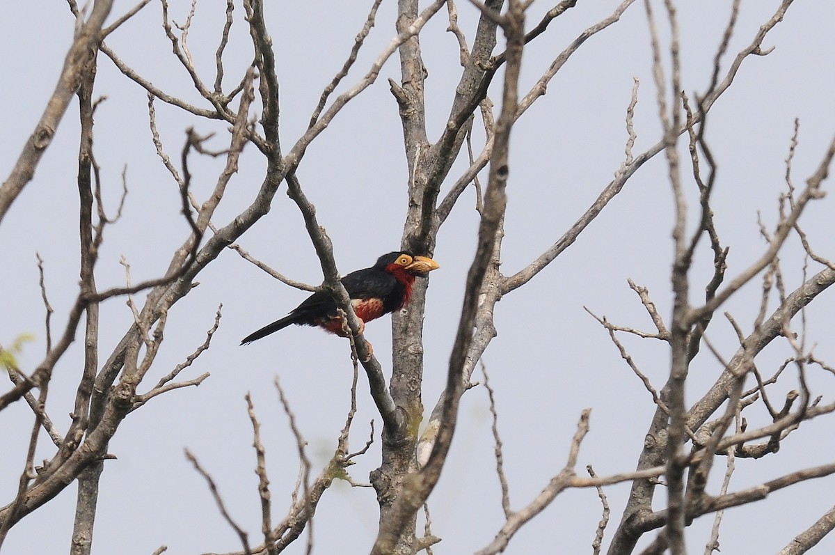 Bearded Barbet - ML643130141