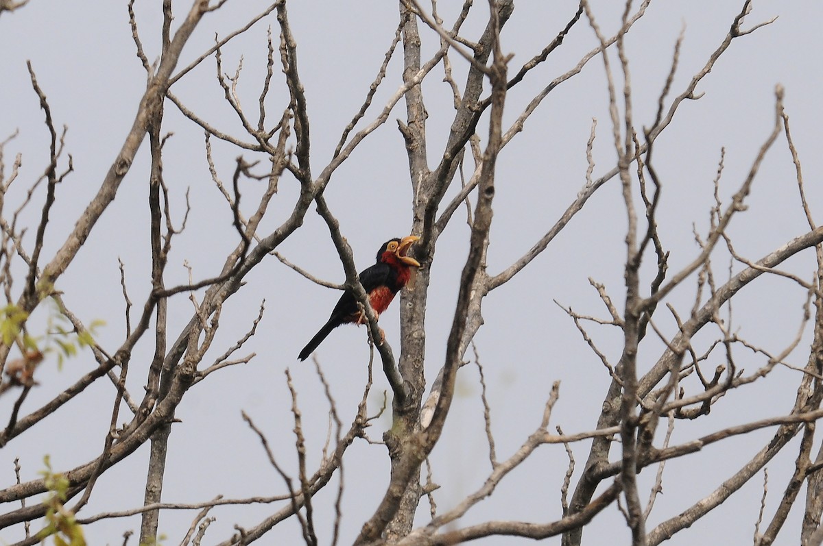 Bearded Barbet - ML643130142