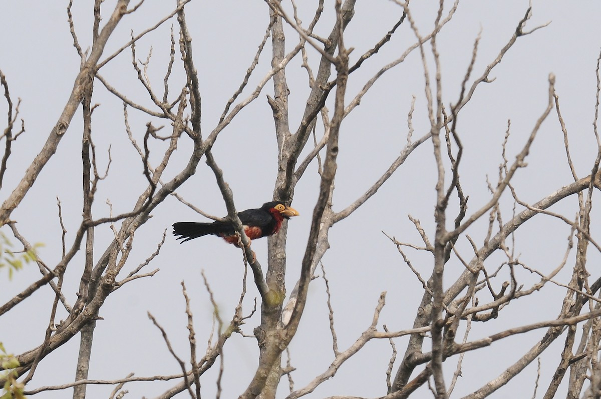 Bearded Barbet - ML643130143