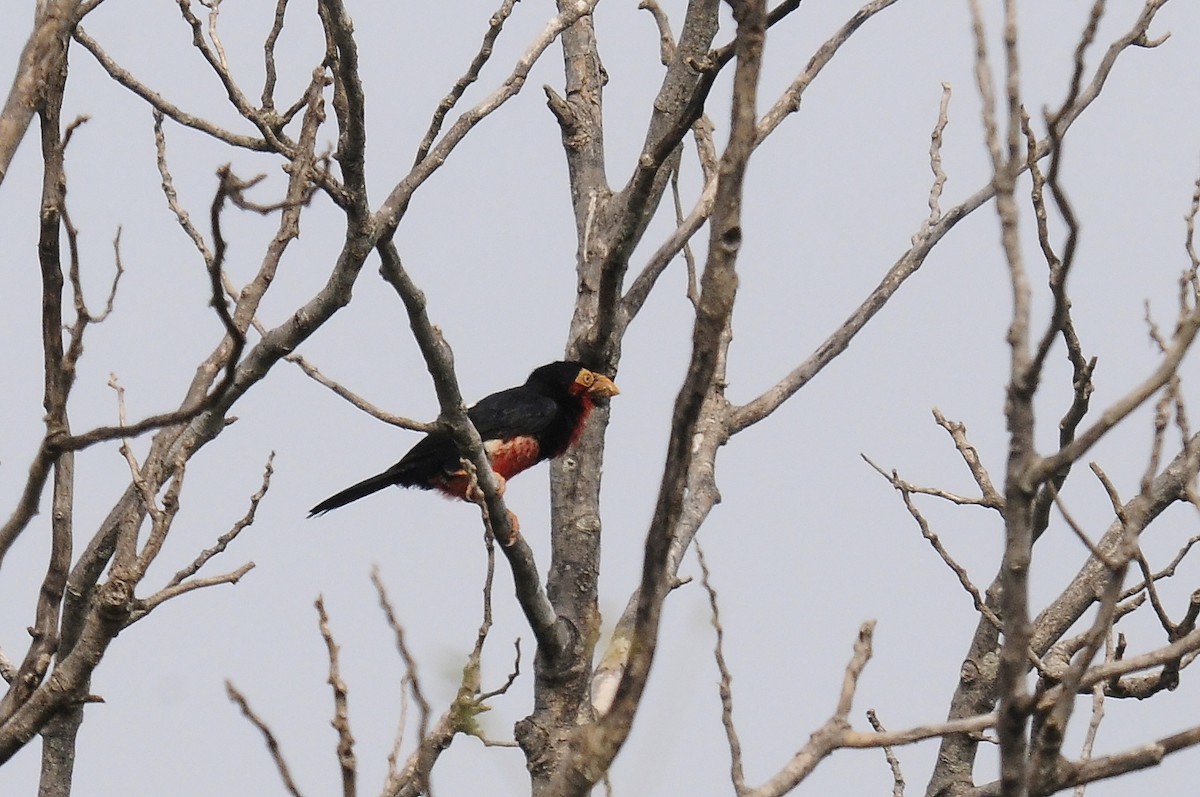 Bearded Barbet - ML643130144