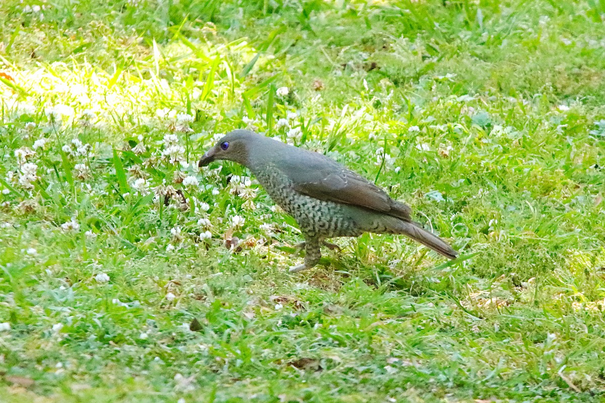 Satin Bowerbird - ML643130169