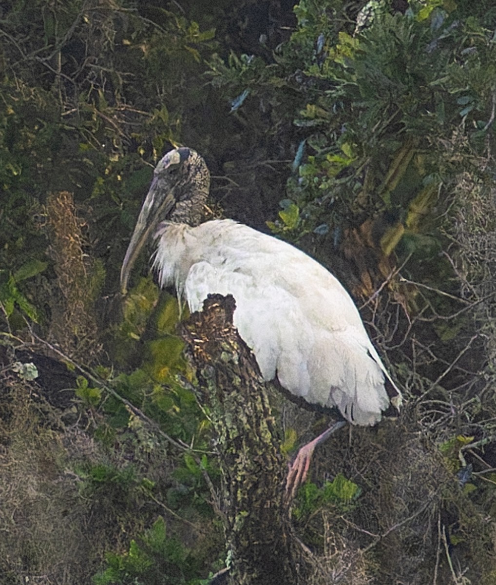 Wood Stork - ML643130180