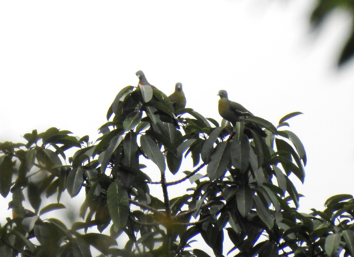 Little Green-Pigeon - ML643130206