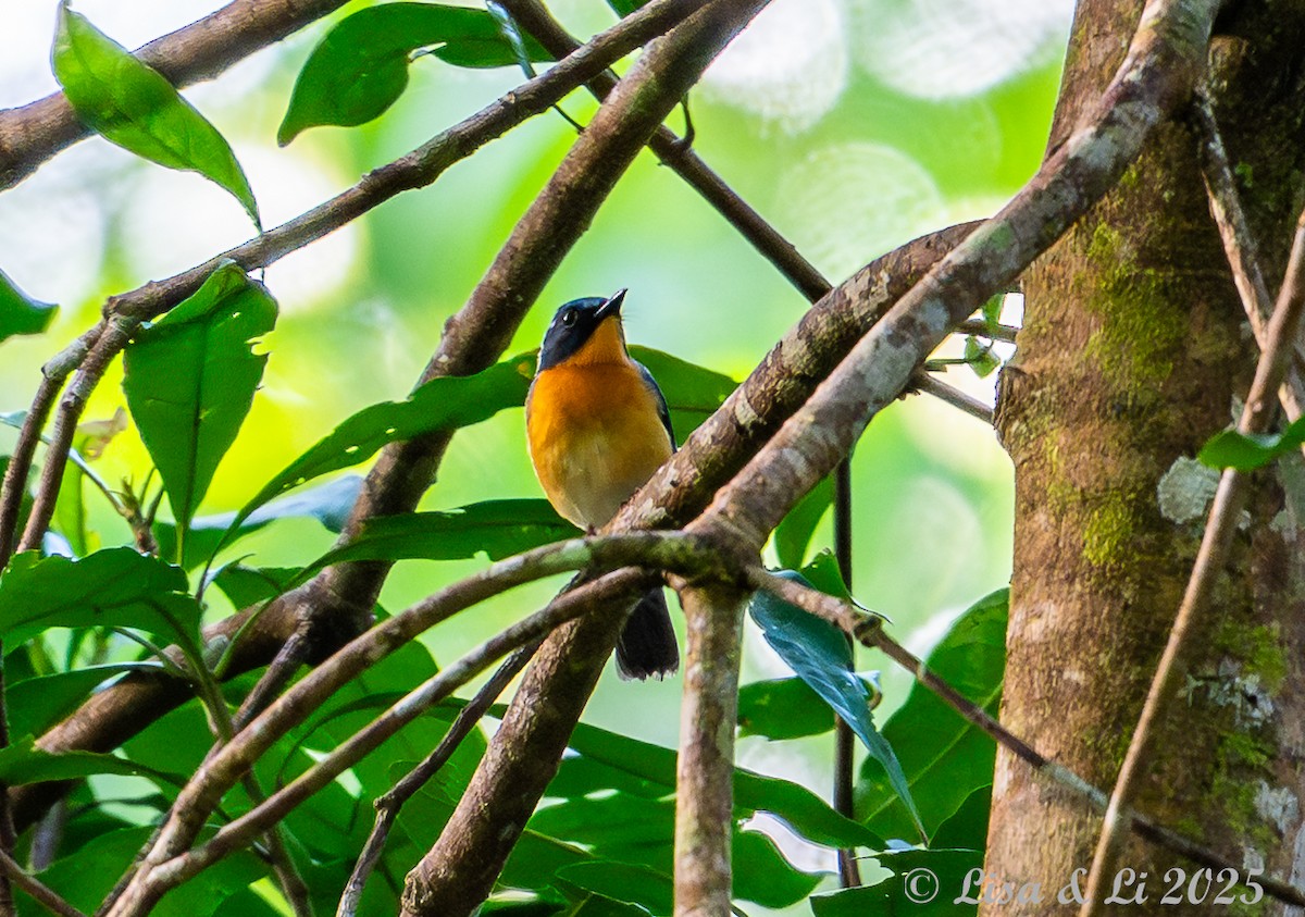 Javan Blue Flycatcher - ML643130209