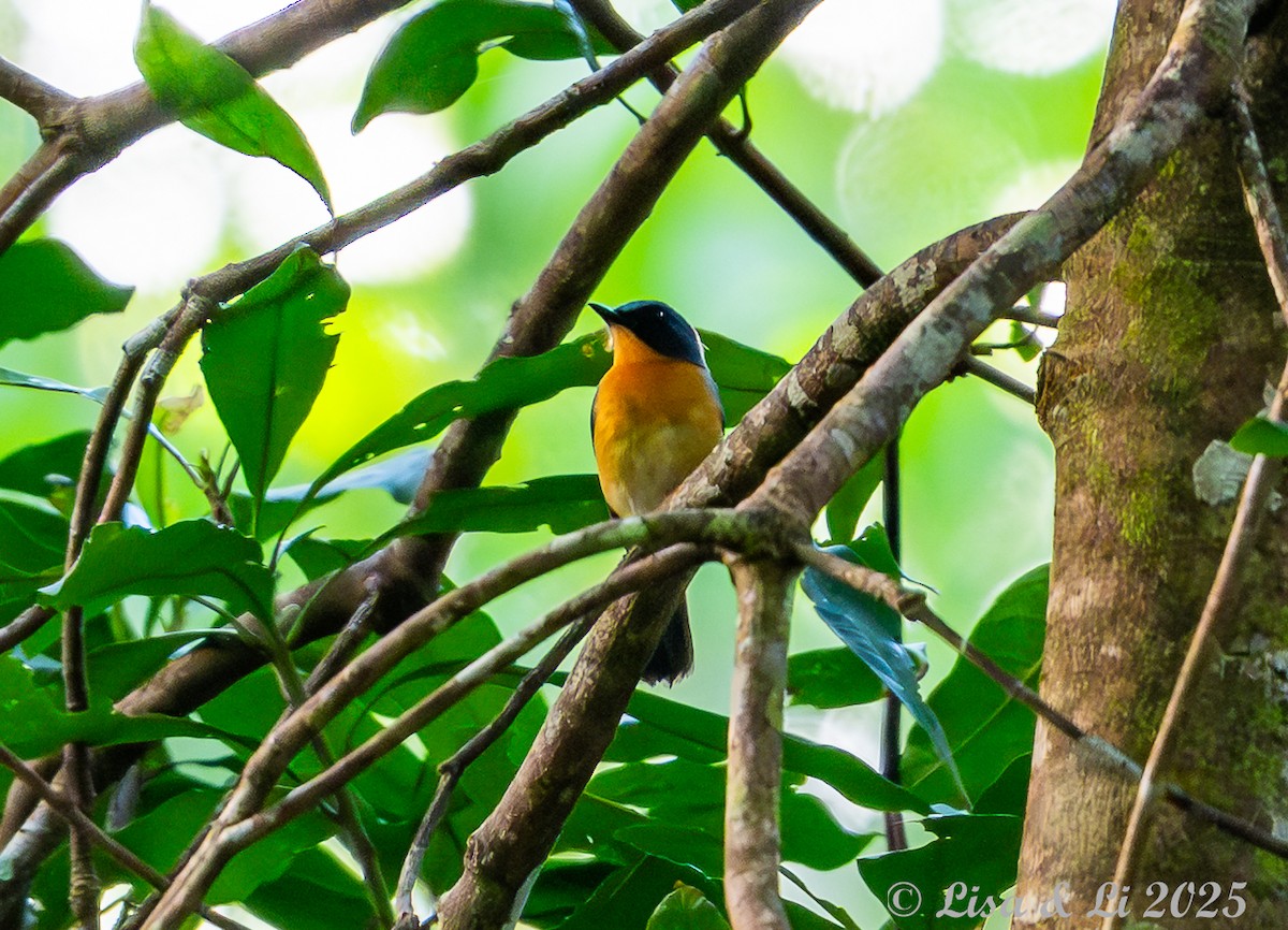 Javan Blue Flycatcher - ML643130210