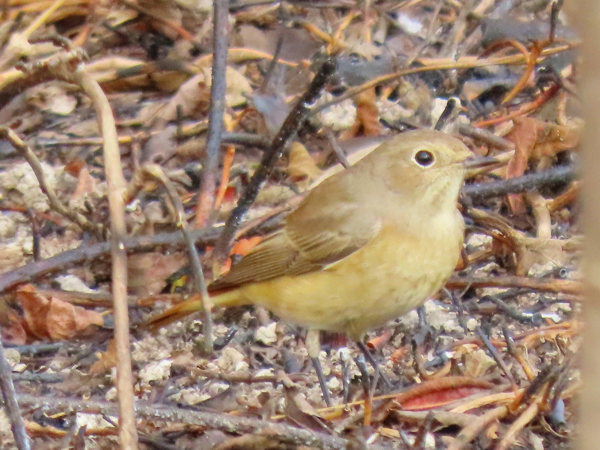 Common Redstart - ML643130212