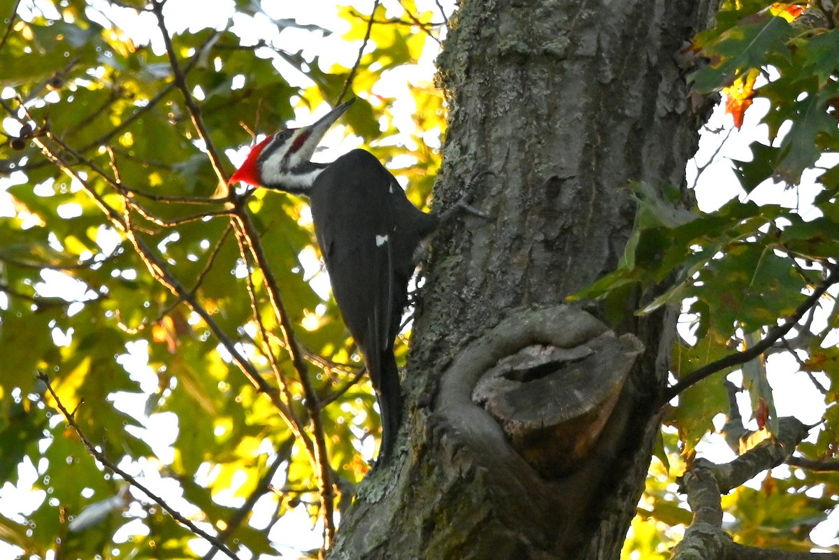 エボシクマゲラ - ML643130213