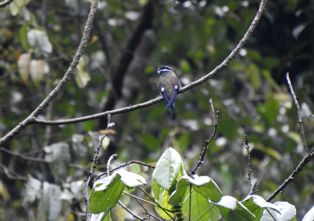 Whiskered Treeswift - ML643130220