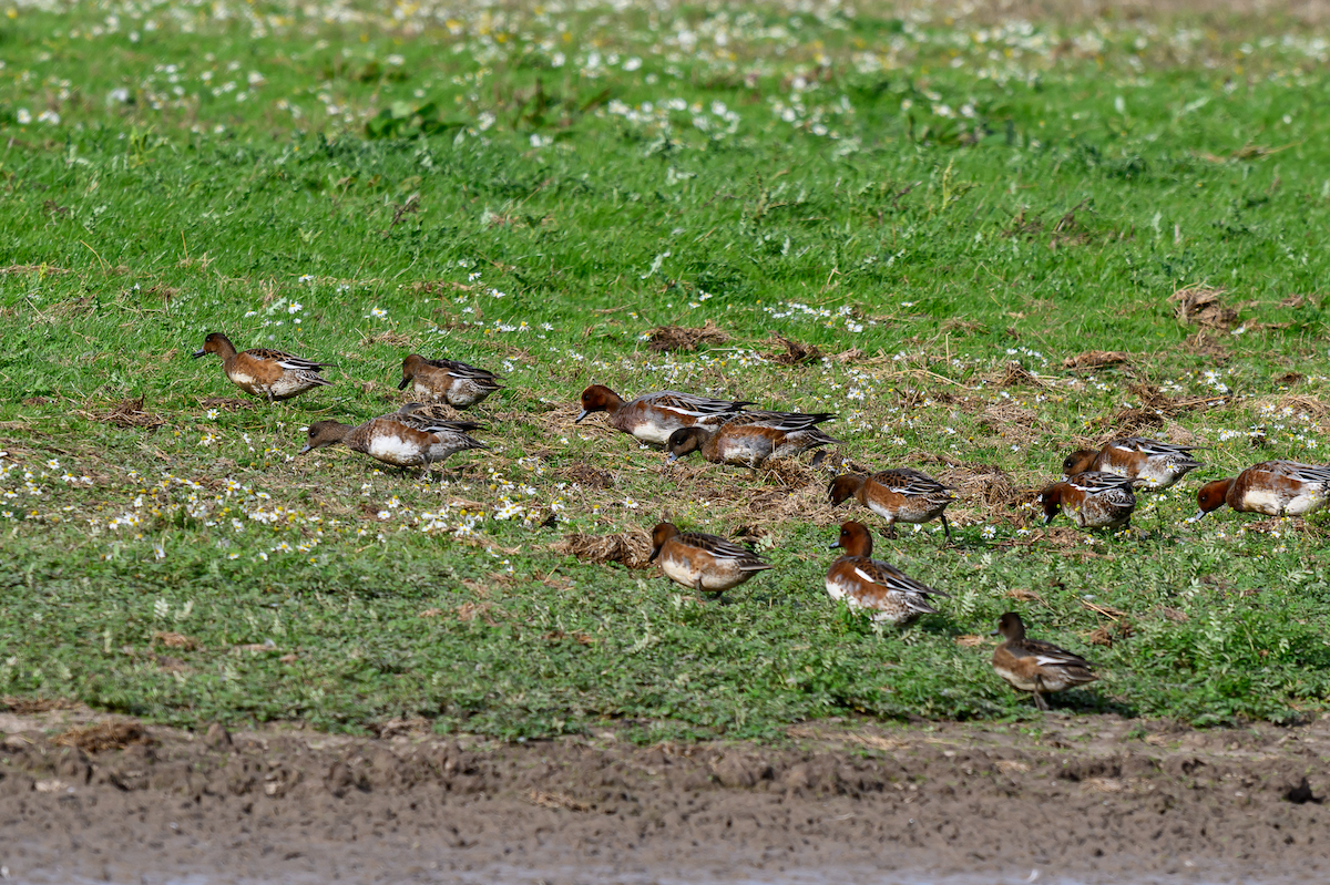 Eurasian Wigeon - ML643130222