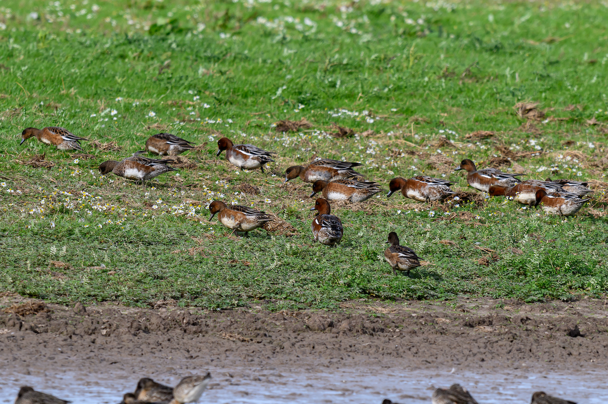 Eurasian Wigeon - ML643130223