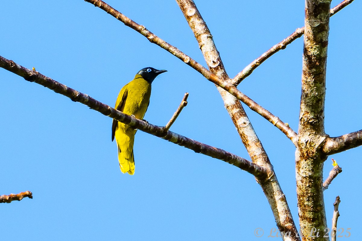 Black-headed Bulbul - ML643130226