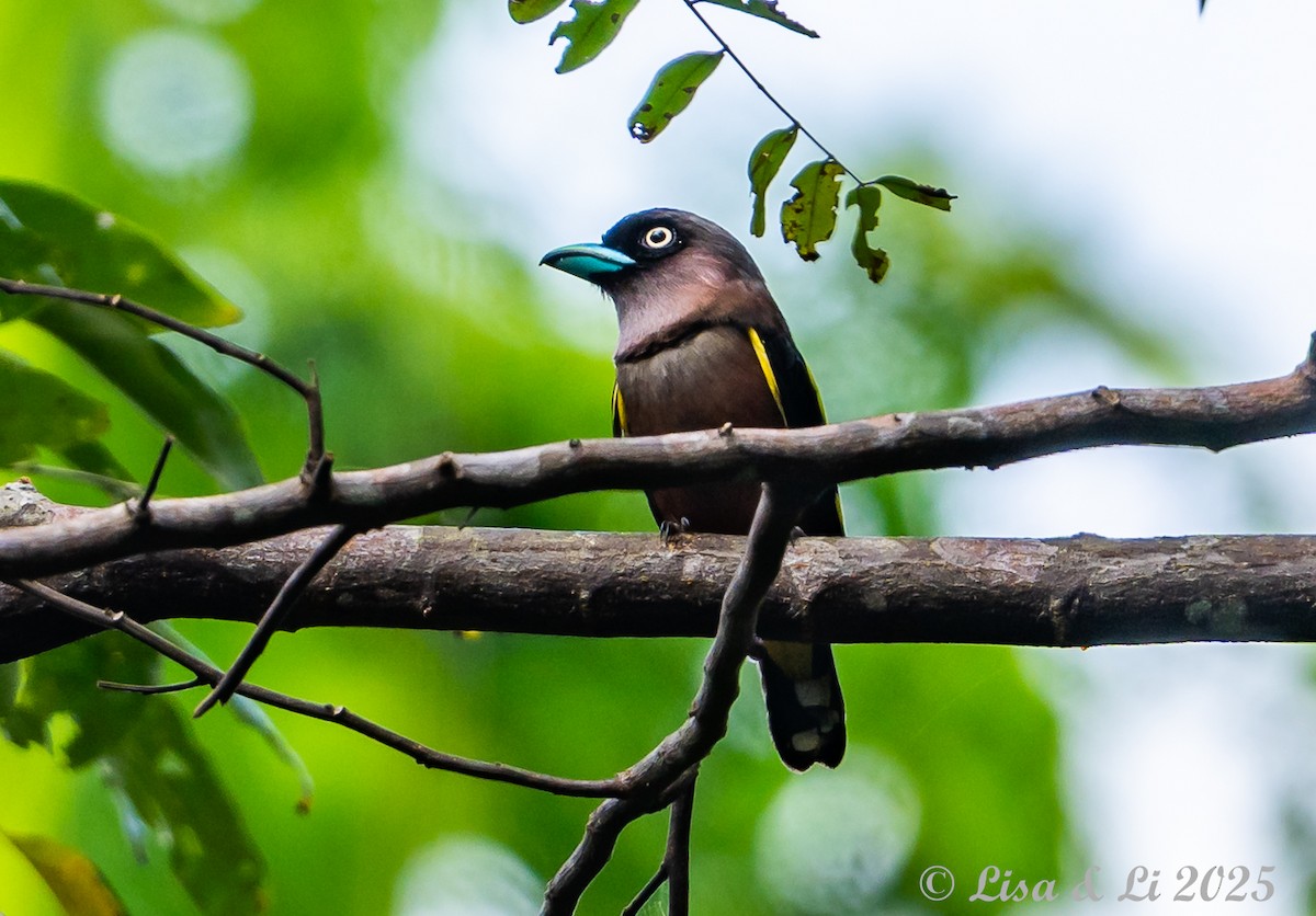 Banded Broadbill (Javan) - ML643130230