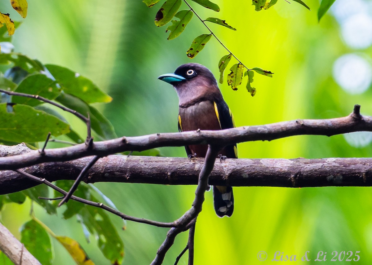 Banded Broadbill (Javan) - ML643130231