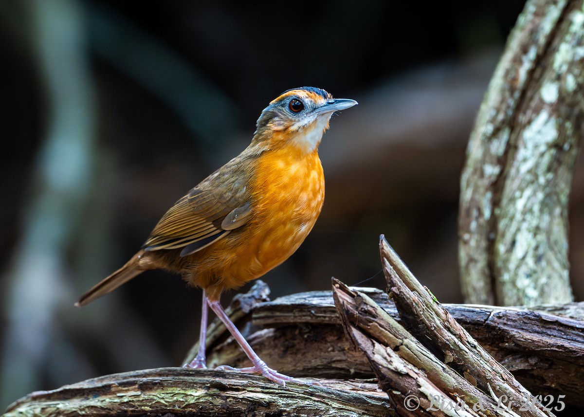 Javan Black-capped Babbler - ML643130236
