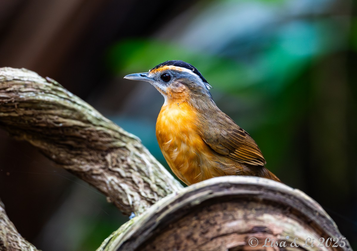 Javan Black-capped Babbler - ML643130237