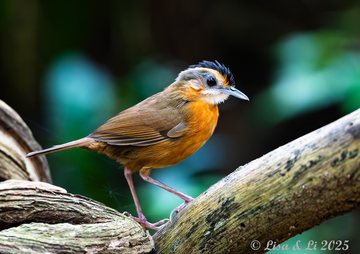Javan Black-capped Babbler - ML643130238