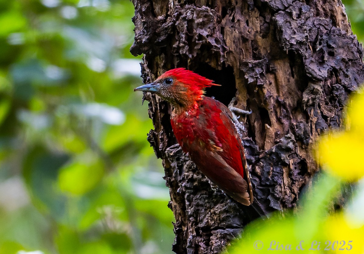 Mennigspecht - ML643130244