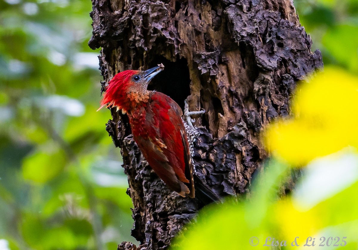 Mennigspecht - ML643130245