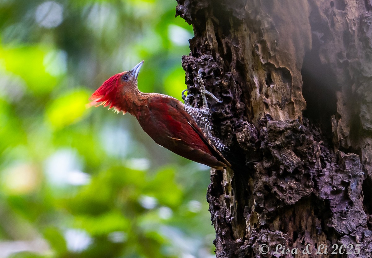 Mennigspecht - ML643130246