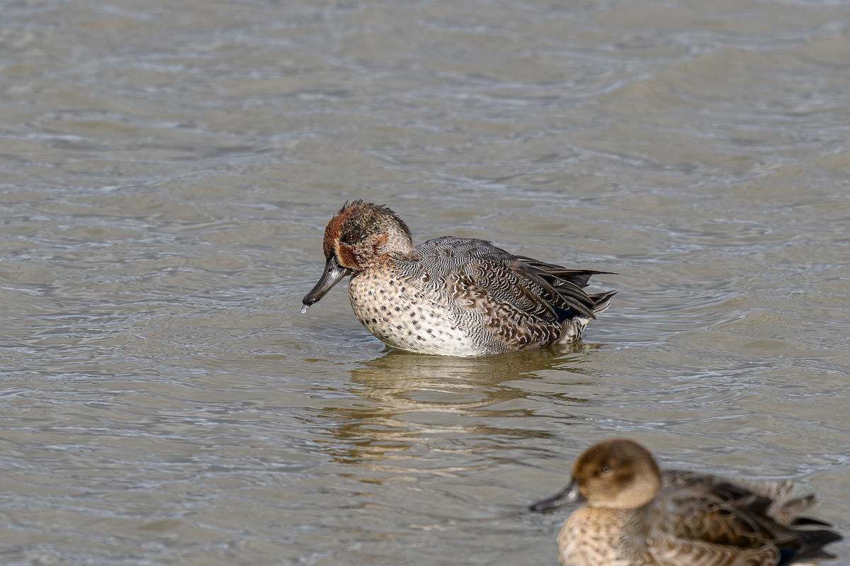 Green-winged Teal (Eurasian) - ML643130258