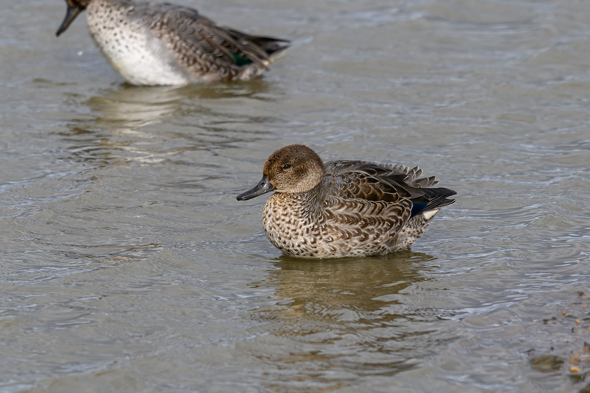 Green-winged Teal (Eurasian) - ML643130259