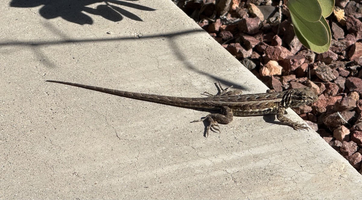 Пятнистобокая игуана - ML643130263