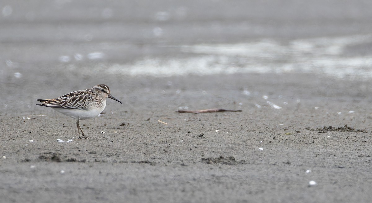 Broad-billed Sandpiper - ML643130269