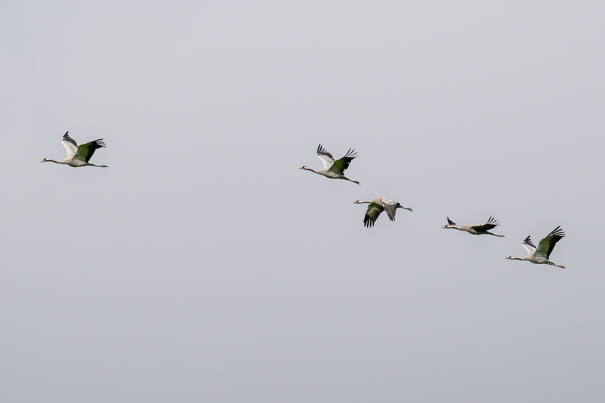 Common Crane - ML643130272