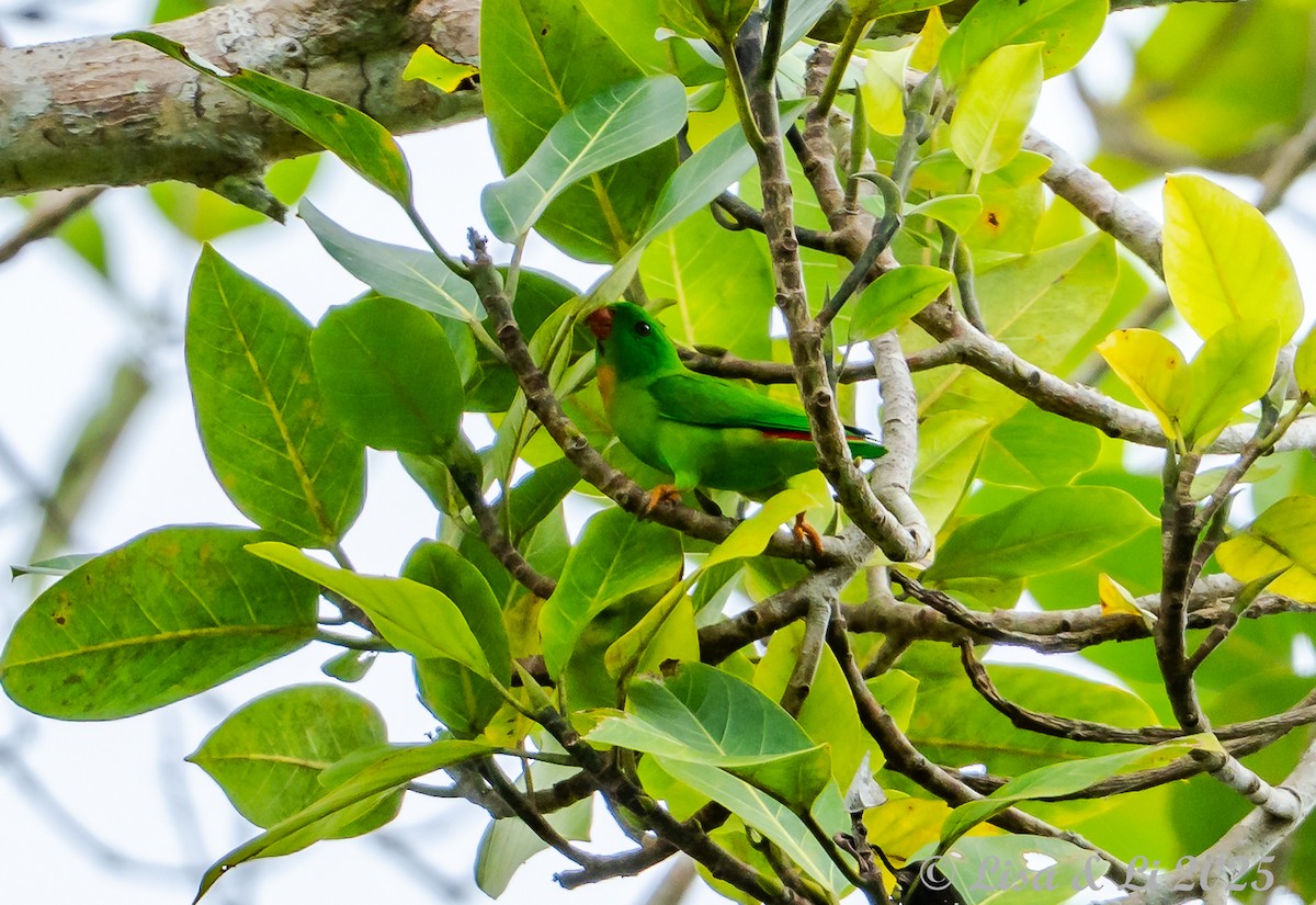 Yellow-throated Hanging-Parrot - ML643130279