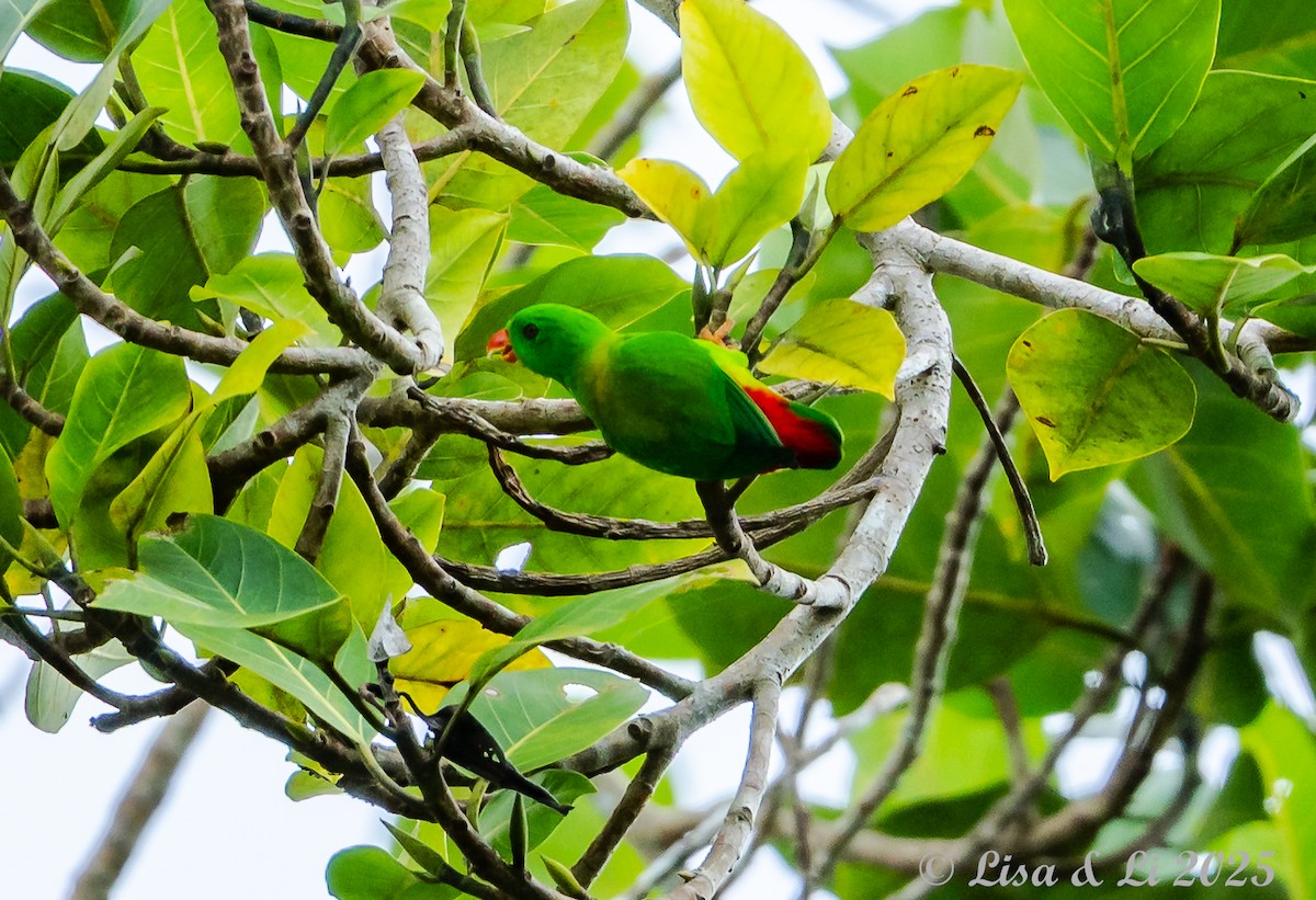 Yellow-throated Hanging-Parrot - ML643130280