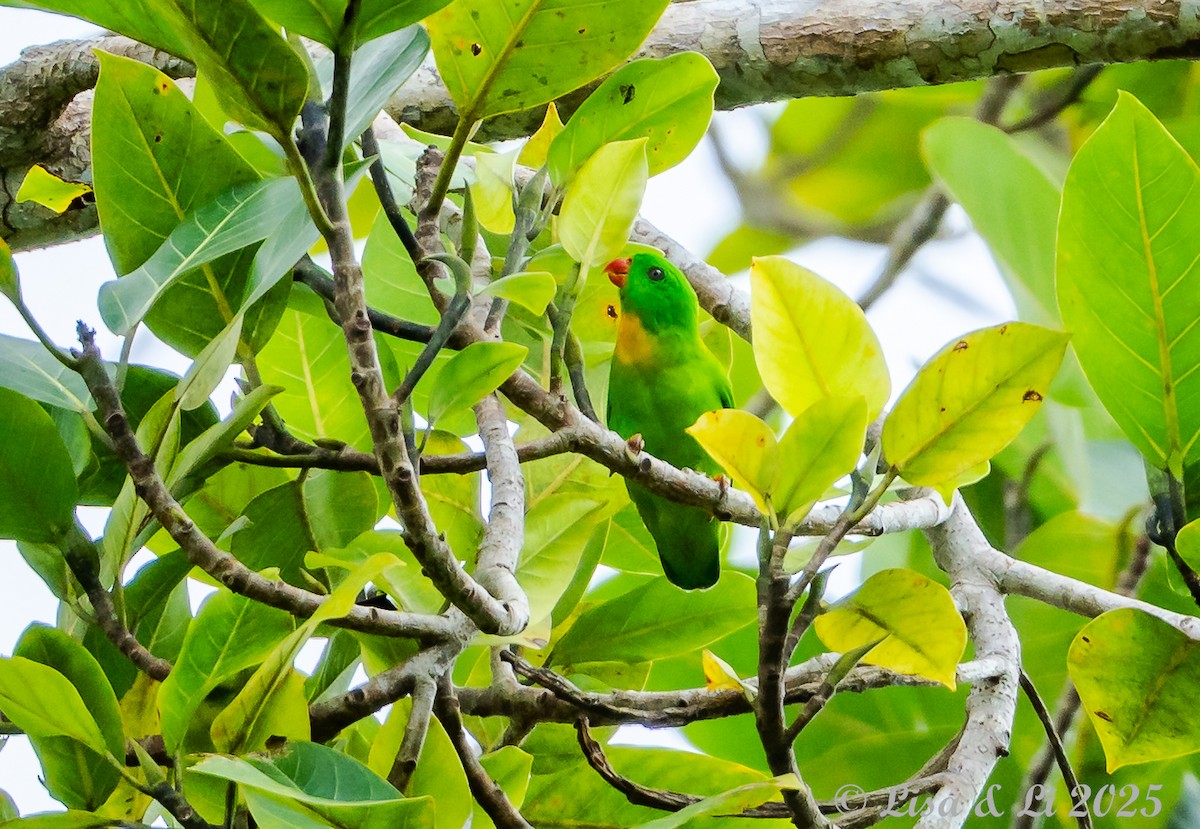 Yellow-throated Hanging-Parrot - ML643130281