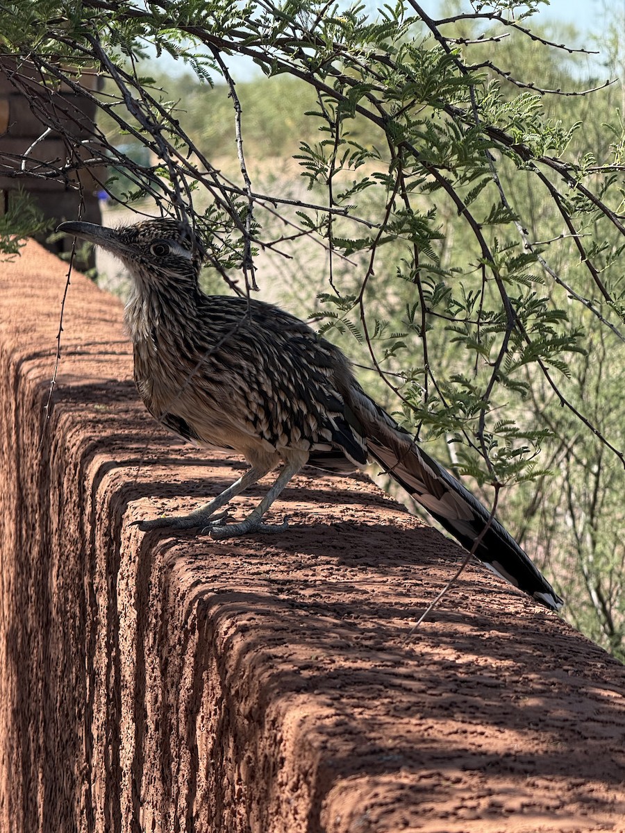 Калифорнийская кукушка-подорожник - ML643130294