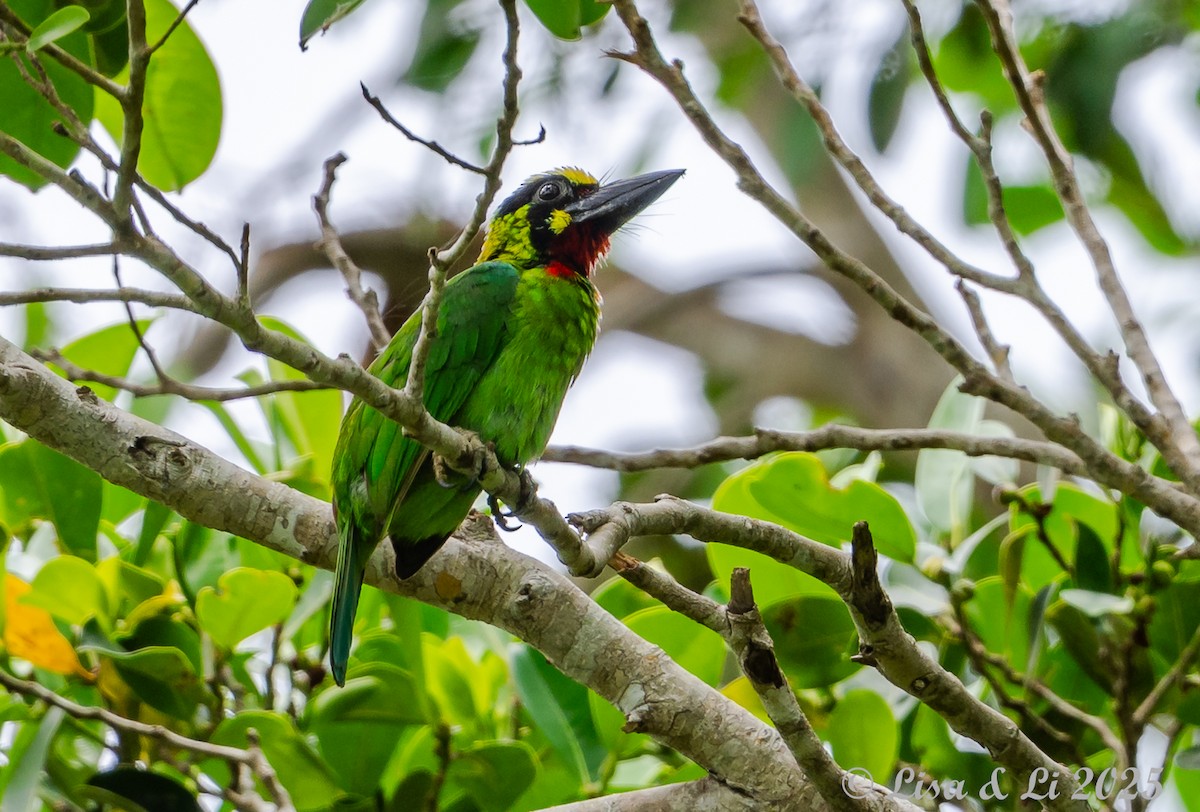 Black-banded Barbet - ML643130300