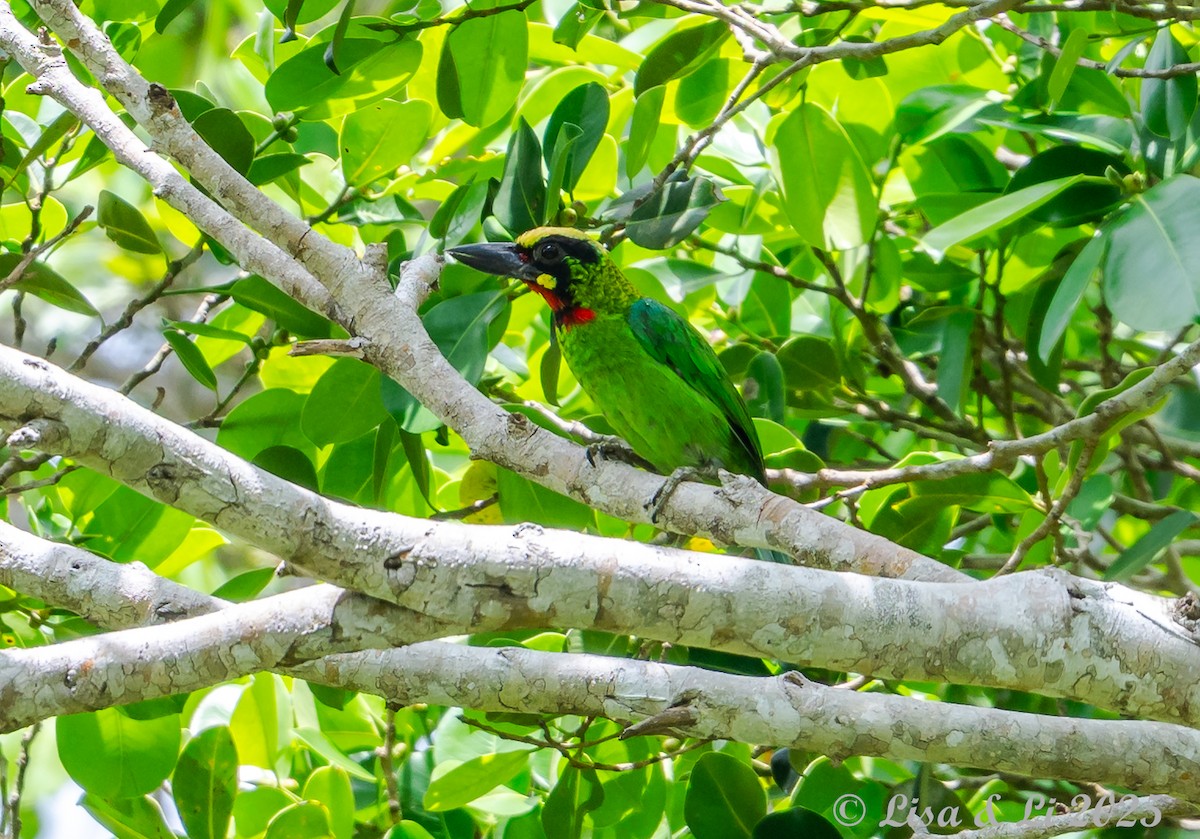 Black-banded Barbet - ML643130301