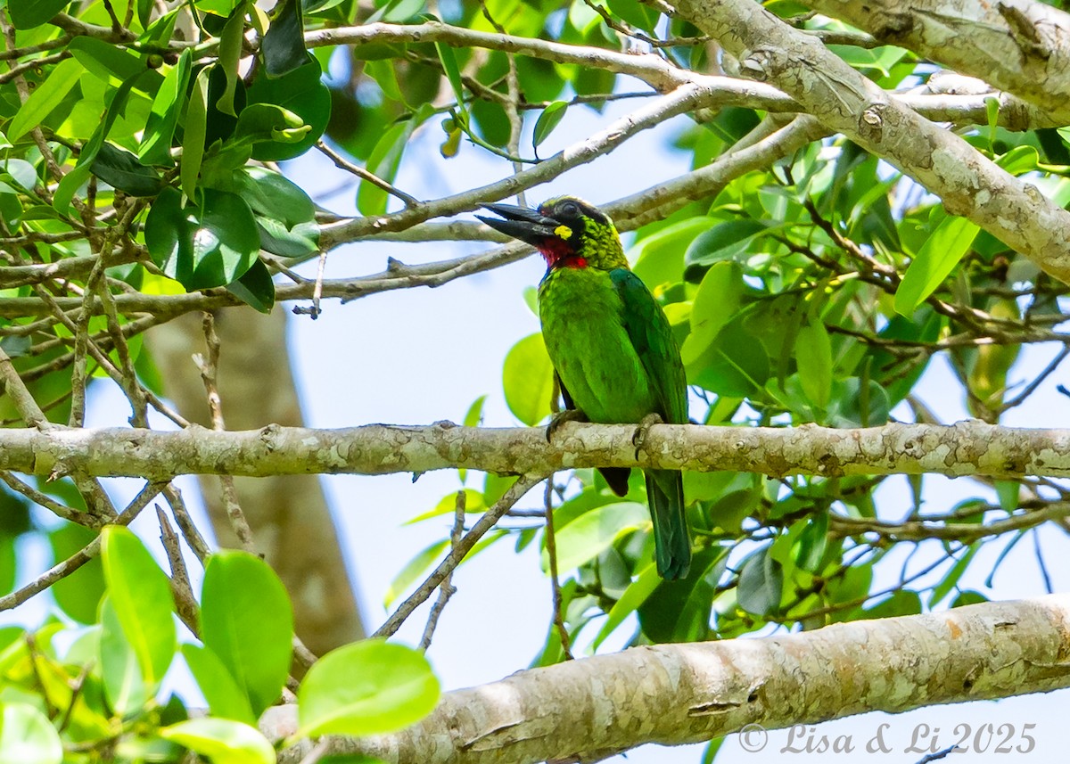 Black-banded Barbet - ML643130302