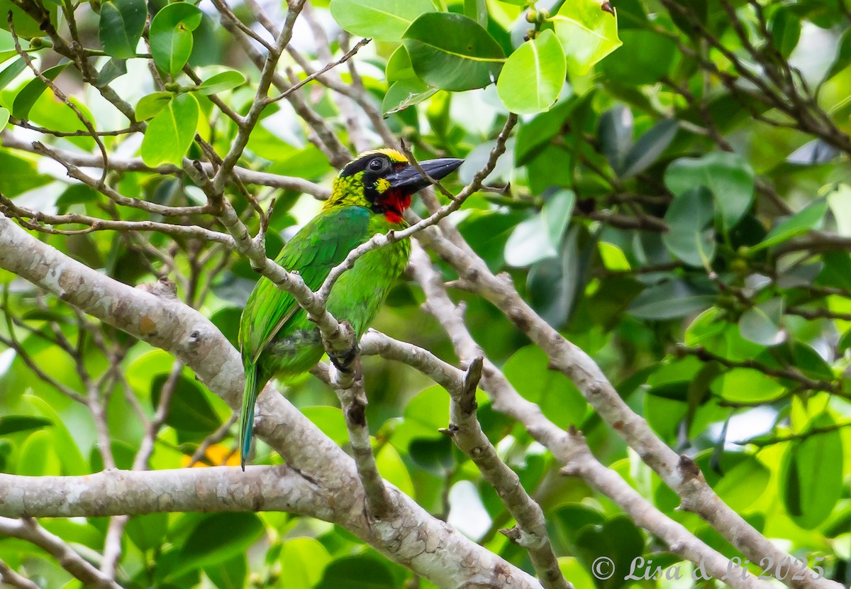Black-banded Barbet - ML643130303
