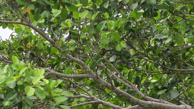 Black-banded Barbet - ML643130319
