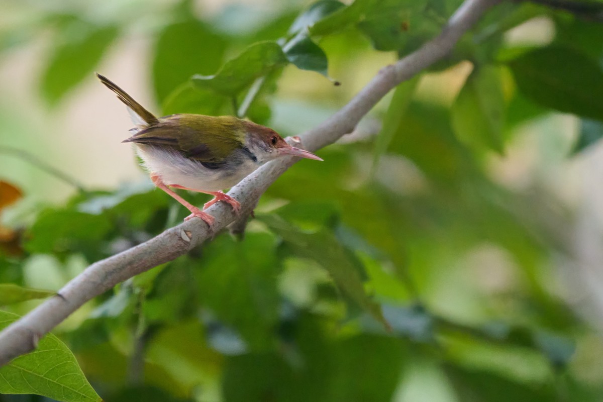 Common Tailorbird - ML643130323