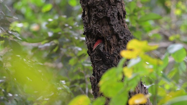 Banded Woodpecker - ML643130331
