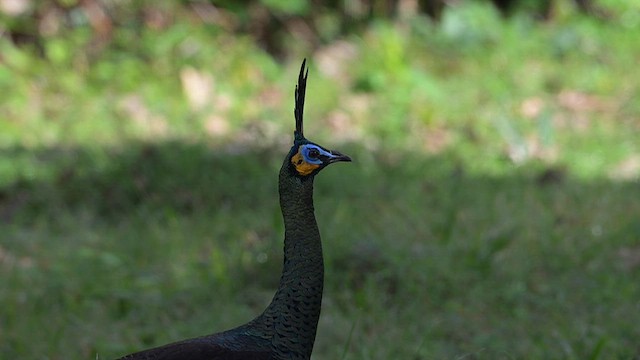 Green Peafowl - ML643130338