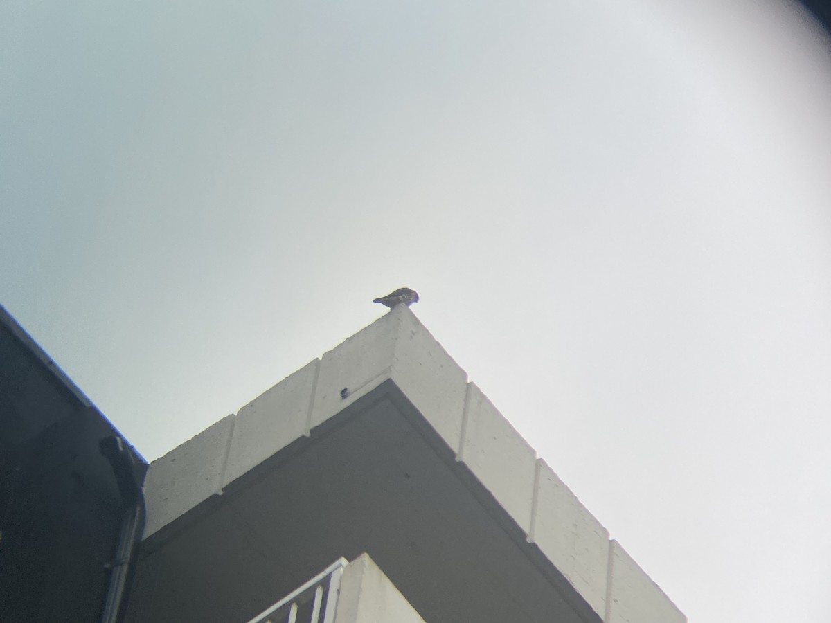 Sharp-shinned Hawk - ML643130340