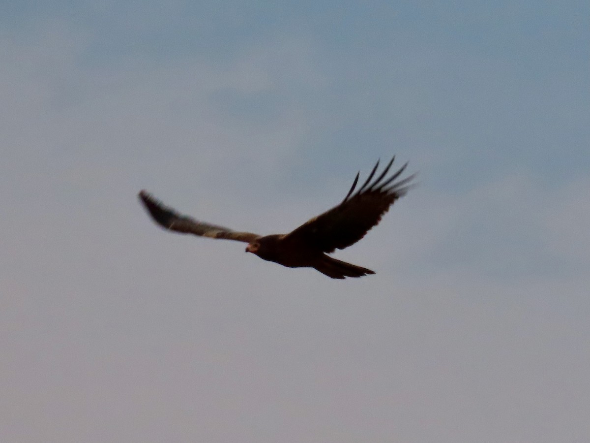 African Harrier-Hawk - ML643130378