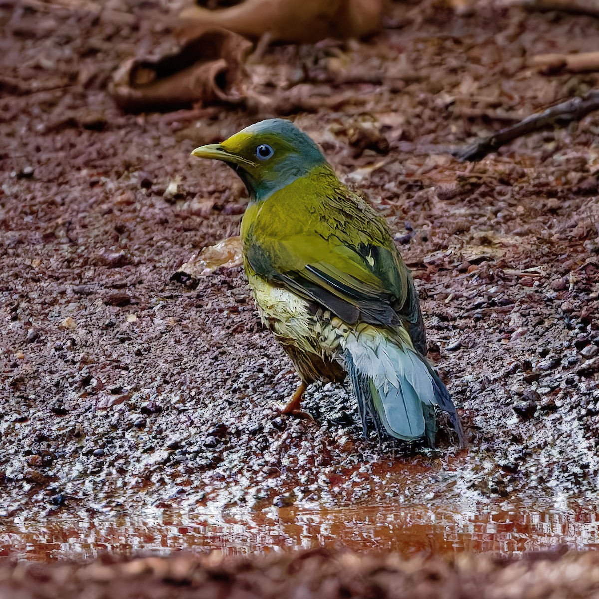 Gray-headed Bulbul - ML643130385