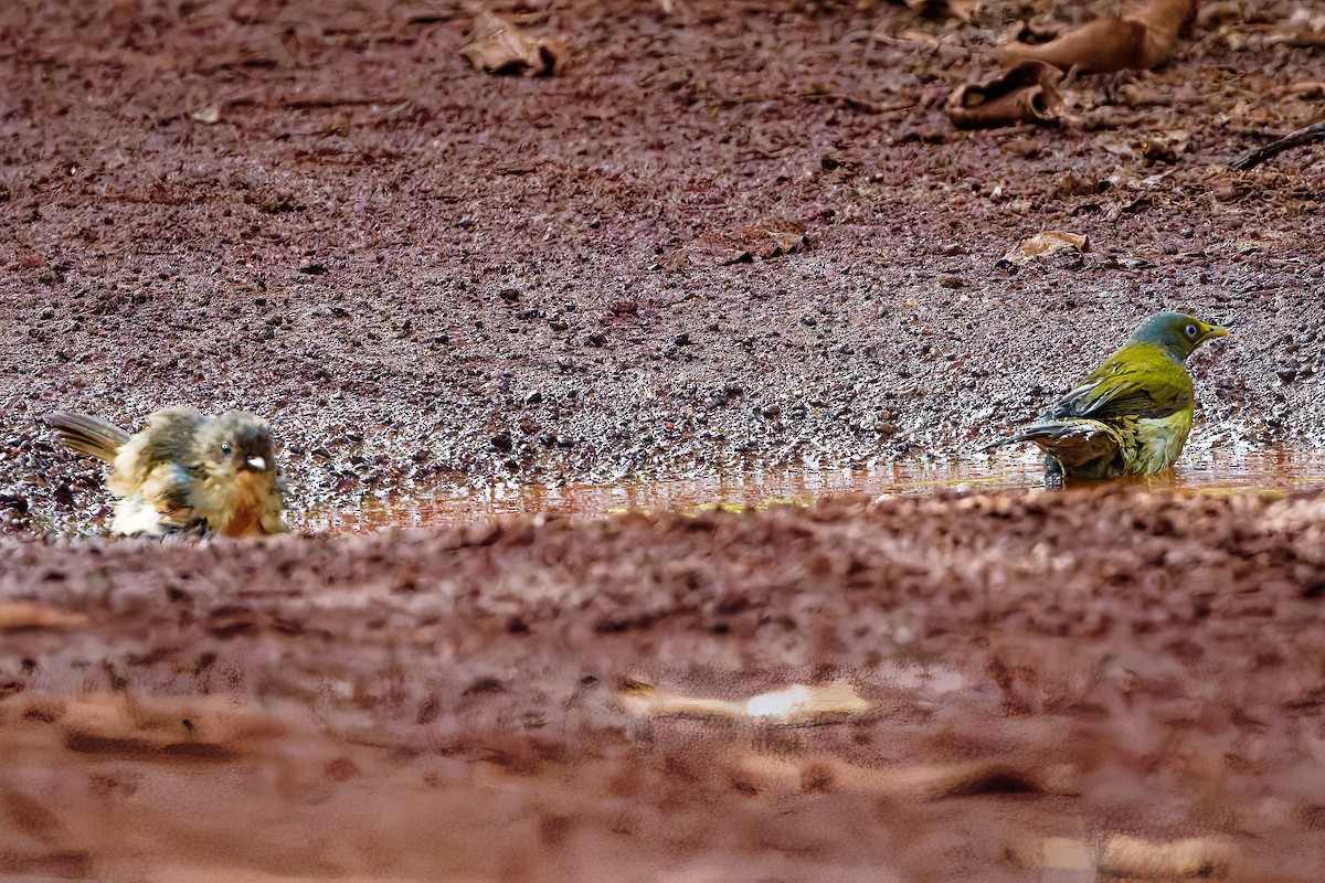 Gray-headed Bulbul - ML643130386
