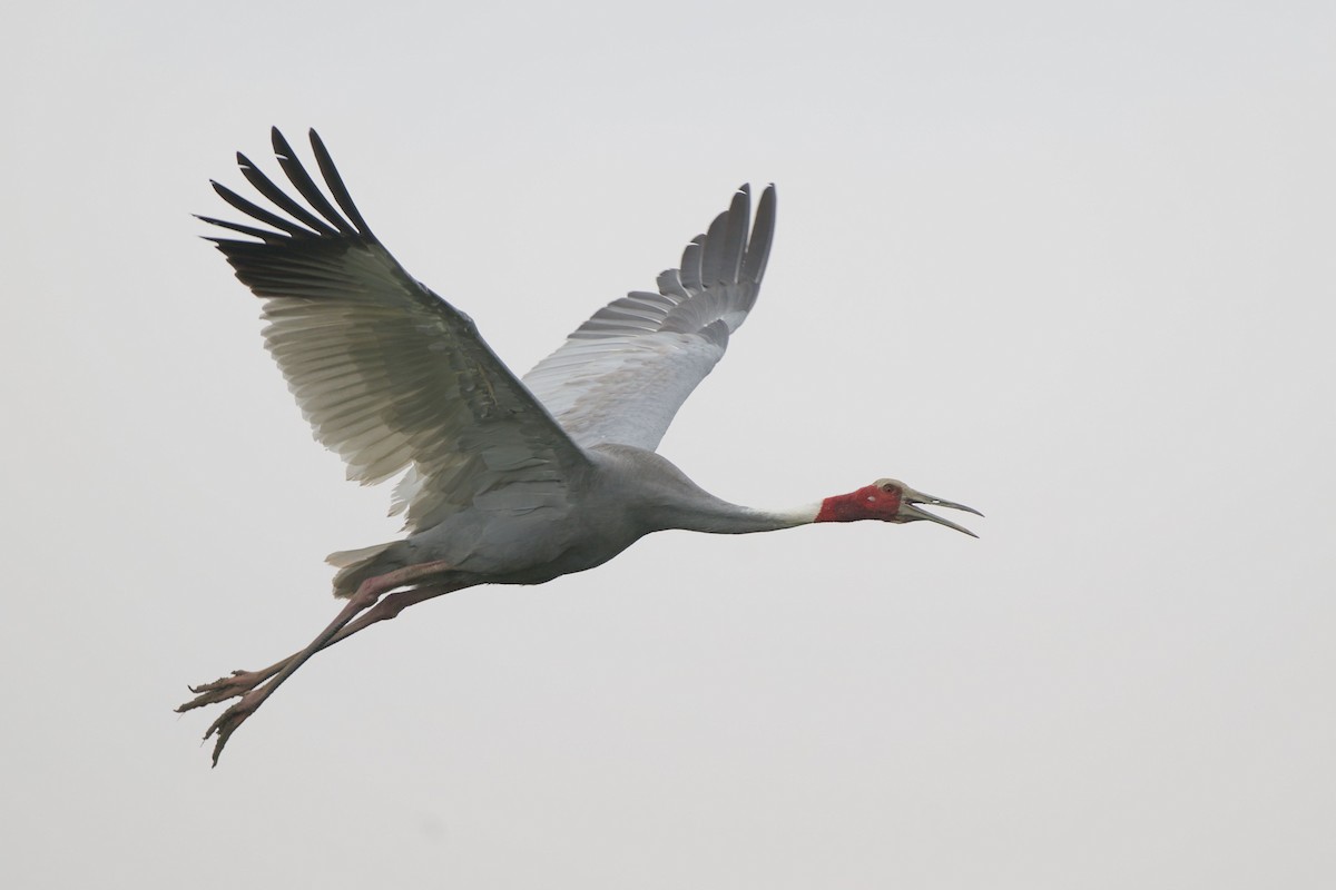Sarus Crane - ML643130387