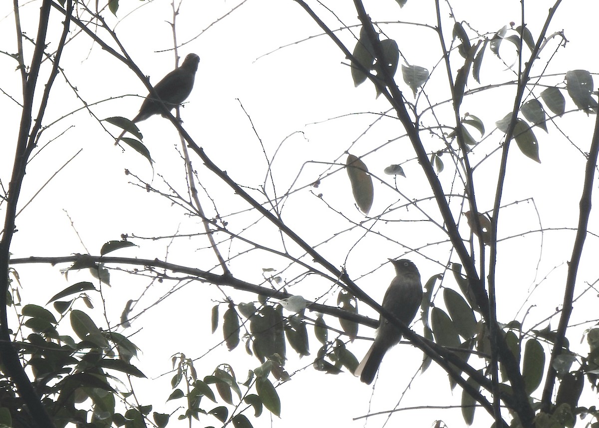 Cream-vented Bulbul - ML643130404